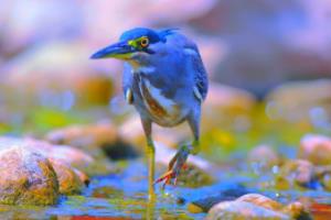 中国大学生篮球联赛与NCAA,篮球运动的双子星中国大学生篮球联赛和NCAA