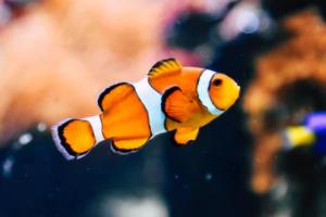 吉林省小学生篮球联赛决赛盛启,青春活力尽显吉林省小学生篮球联赛决赛